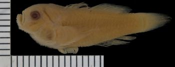 Media type: image; Ichthyology 28287